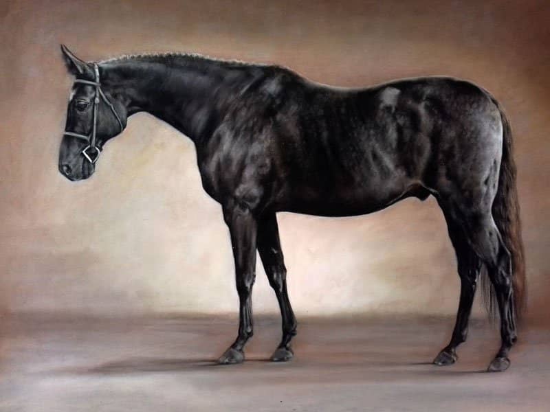 Black horse portrait in pencil