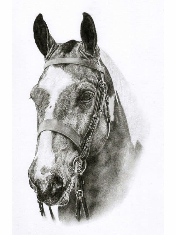 Horse portrait in pencil
