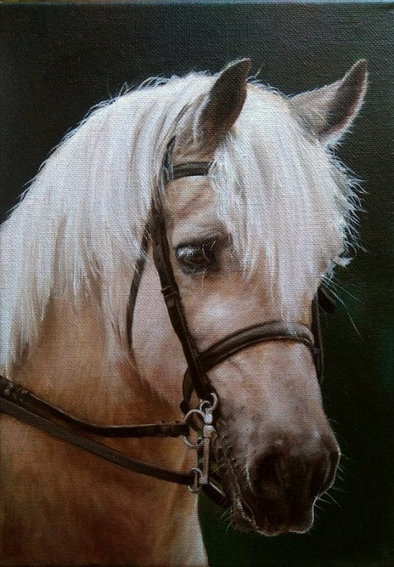 Pony portrait in oils