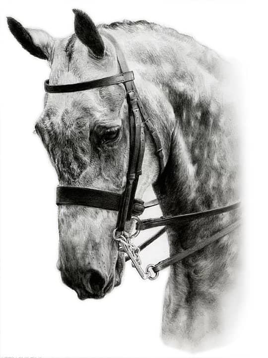 Grey horse pencil portrait by UK pet artist Pippa Elton