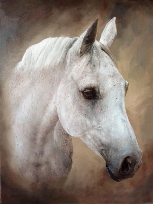 Grey horse portrait in oils