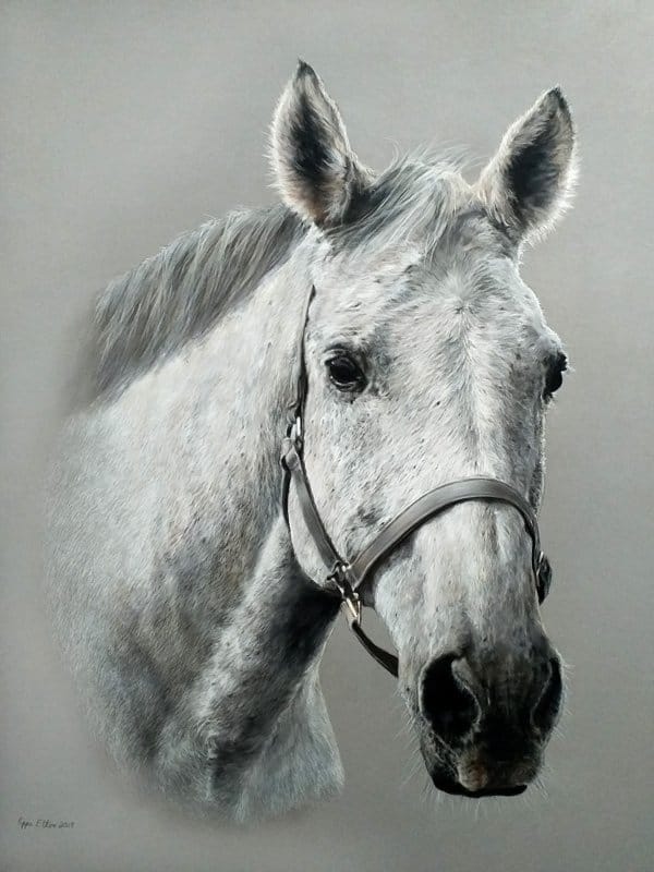 Grey horse portrait in pastel