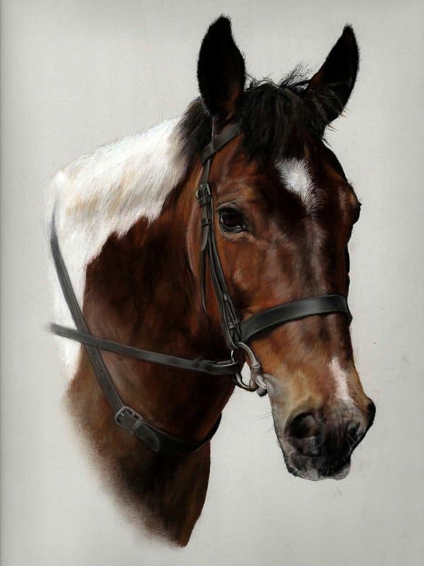 Horse portrait in pastel by UK pet artist Pippa Elton
