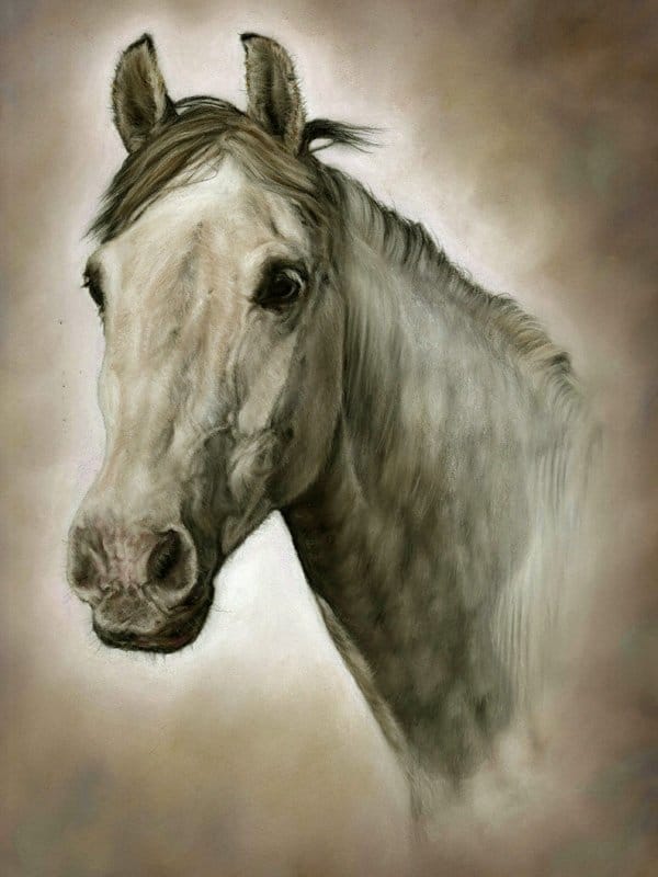 Grey horse portrait in pastel by UK pet artist Pippa Elton