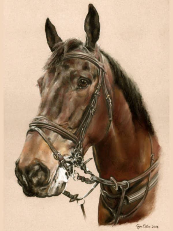 Bay horse portrait in pastel by UK pet artist Pippa Elton