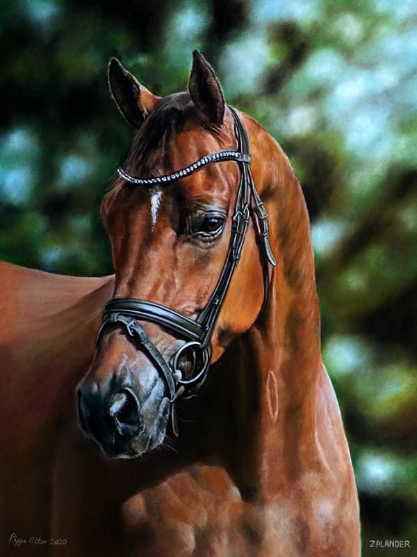 Portrait of a bay horse in pastel