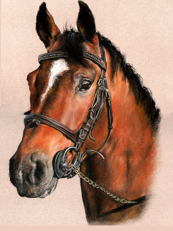 Bay horse portrait in pastel by UK pet artist Pippa Elton