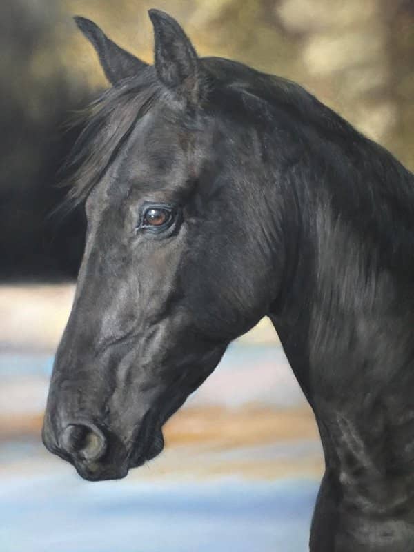 Black horse portrait in pastel by uk pet artist Pippa Elton