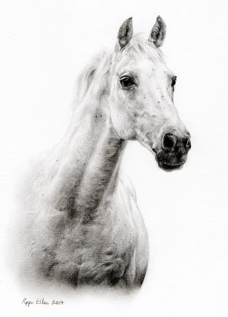 Grey horse portrait in pencil by UK pet artist Pippa Elton