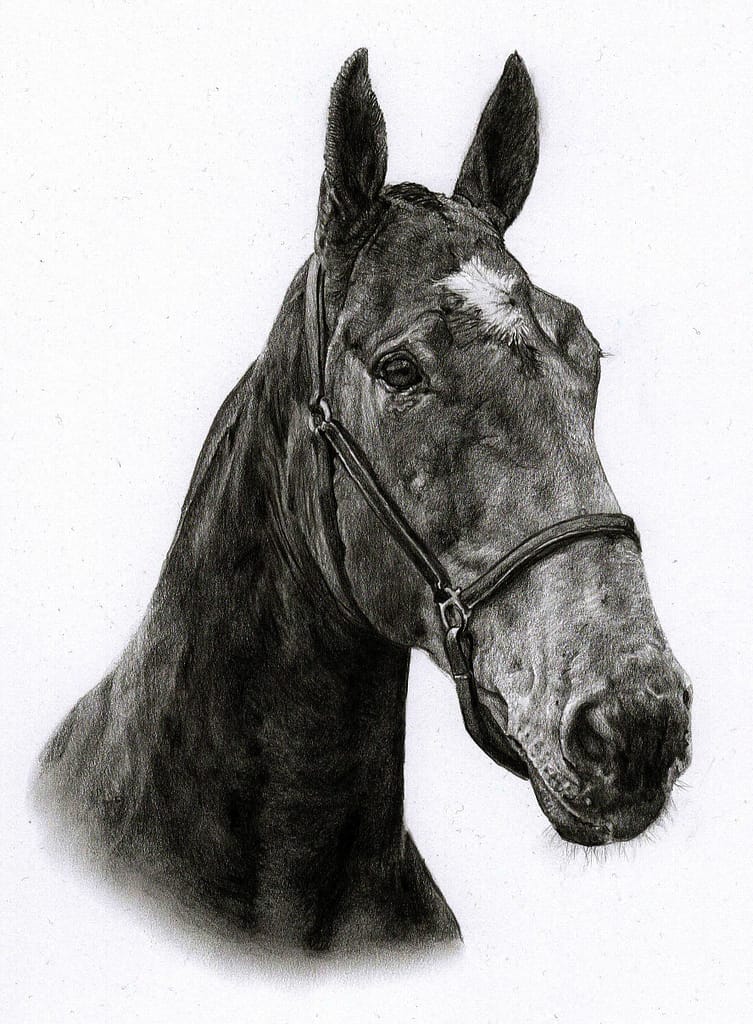 Bay horse portrait in pencil by UK pet artist Pippa Elton