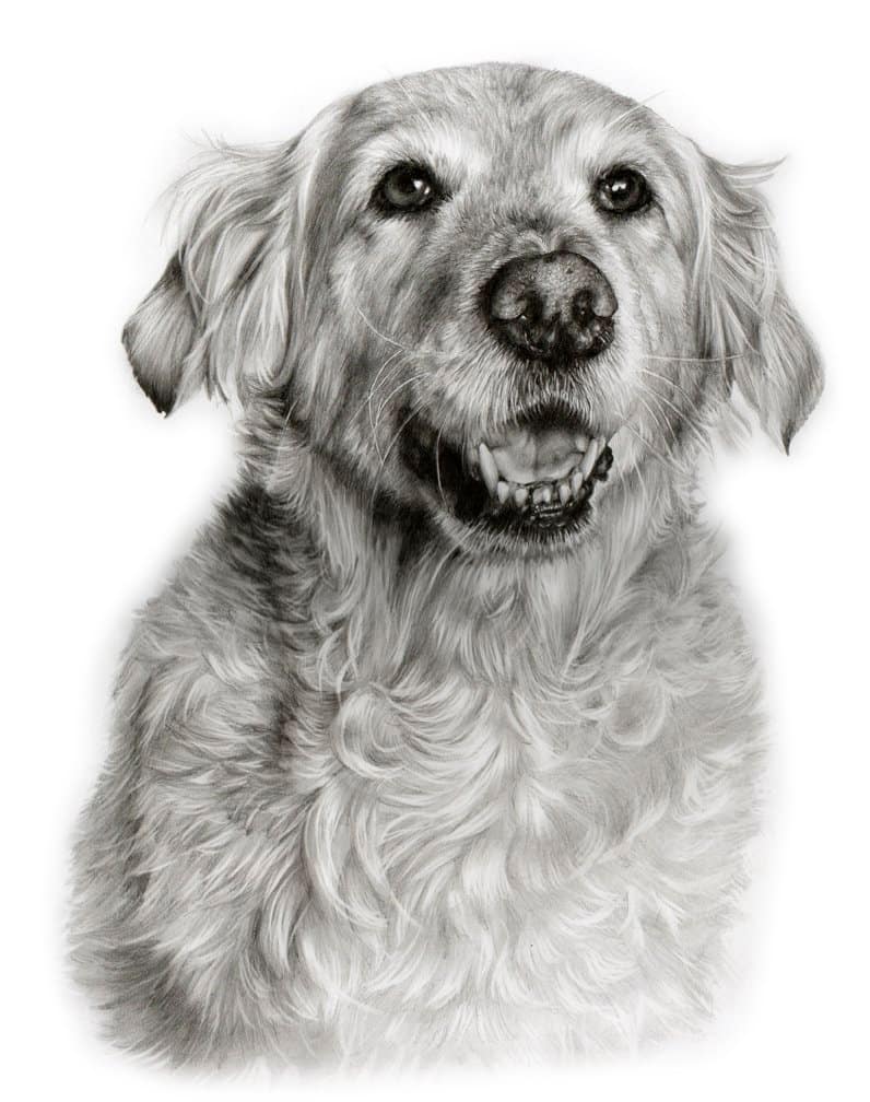 spaniel dog portrait in graphite pencil