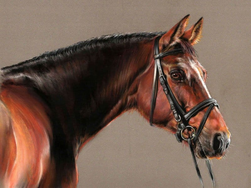 Bay horse pastel portrait by UK pet artist Pippa Elton