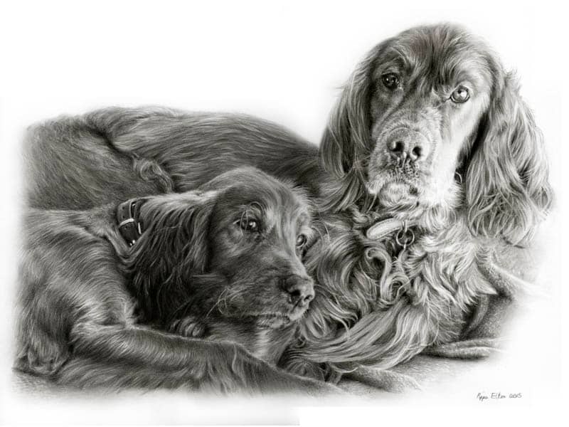 Red setter dog portrait in pencil