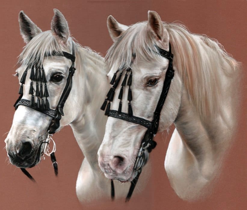 Double grey horse portrait in pastel by UK pet artist Pippa Elton